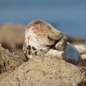 The 22 funniest photos from the winners of the Comedy Wildlife Photo Awards 2021