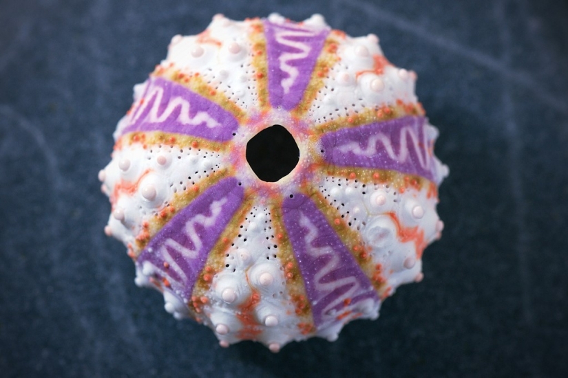 The 25 Strangest Things Sold on eBay The 25 Strangest Things Sold on eBay