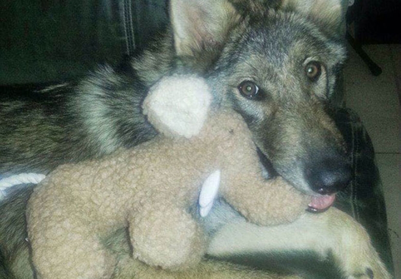 The American took a puppy, but it turned out that it was not a dog at all