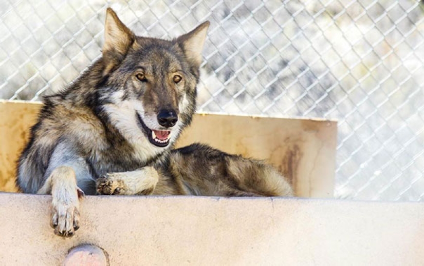 The American took a puppy, but it turned out that it was not a dog at all