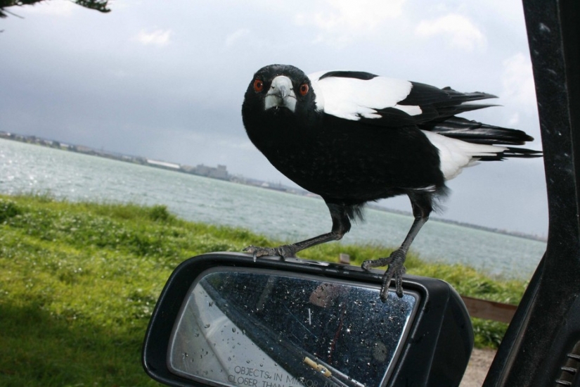 The animals of Australia who didn't care about your stereotypes The animals of Australia who didn't care about your stereotypes