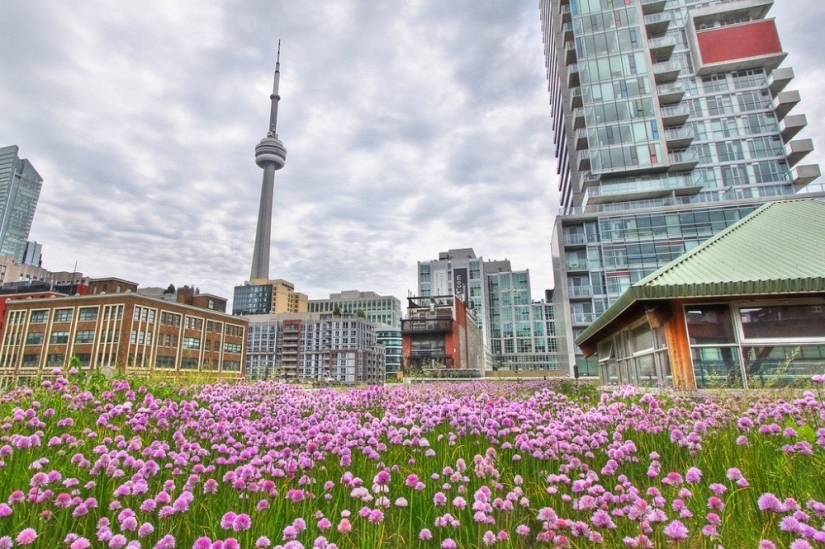 The architects of these houses have proved that the garden can break even on the roof