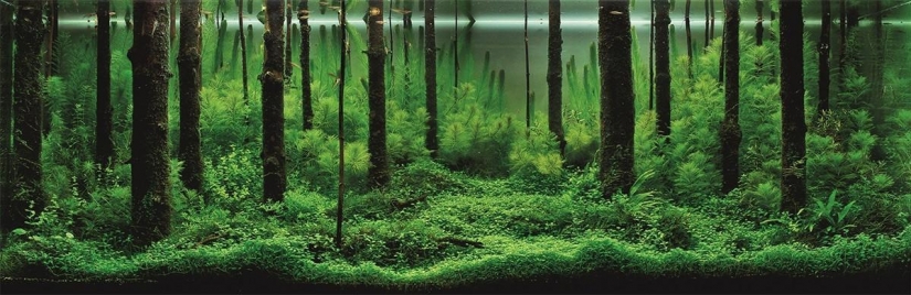 The art of aquariums — amazing underwater landscapes