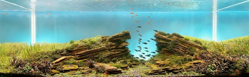 The art of aquariums — amazing underwater landscapes