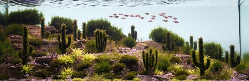 The art of aquariums — amazing underwater landscapes