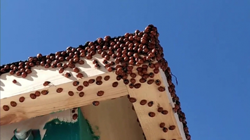 The beaches of Anapa are besieged by hordes of ladybirds The beaches of Anapa are besieged by hordes of ladybirds