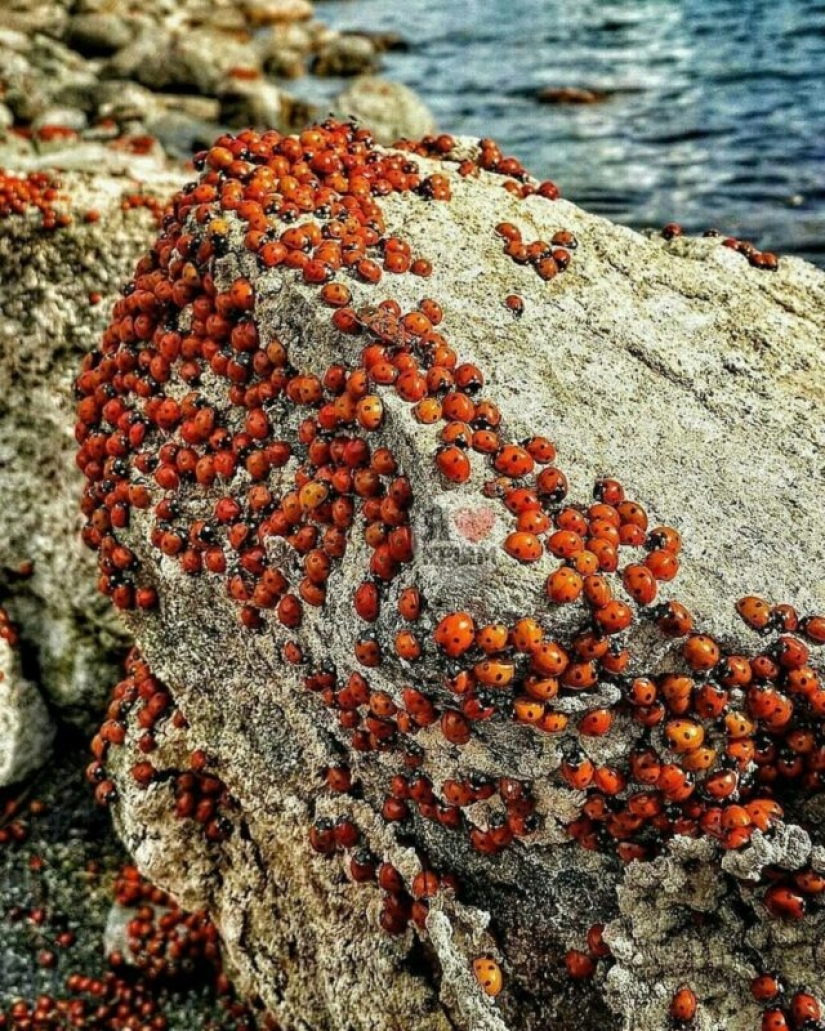 The beaches of Anapa are besieged by hordes of ladybirds The beaches of Anapa are besieged by hordes of ladybirds