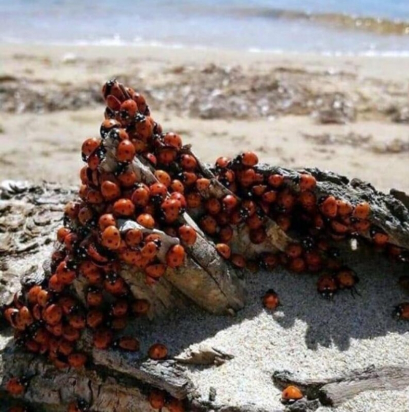 The beaches of Anapa are besieged by hordes of ladybirds The beaches of Anapa are besieged by hordes of ladybirds