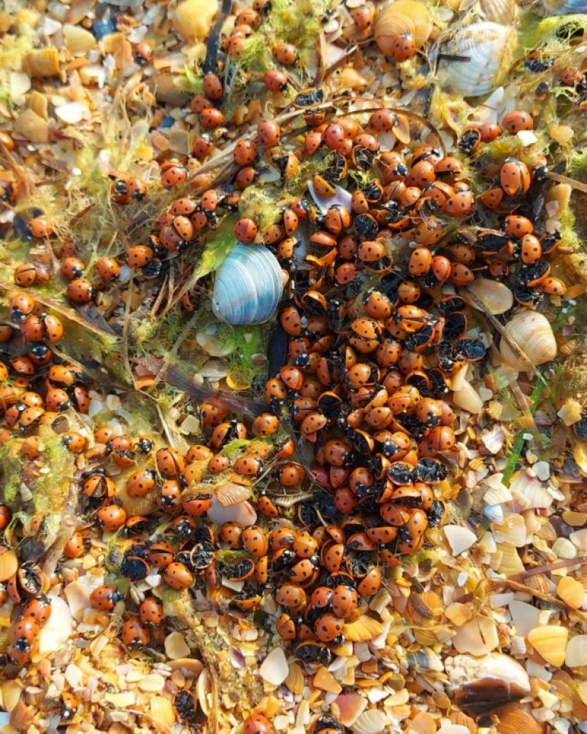 The beaches of Anapa are besieged by hordes of ladybirds The beaches of Anapa are besieged by hordes of ladybirds