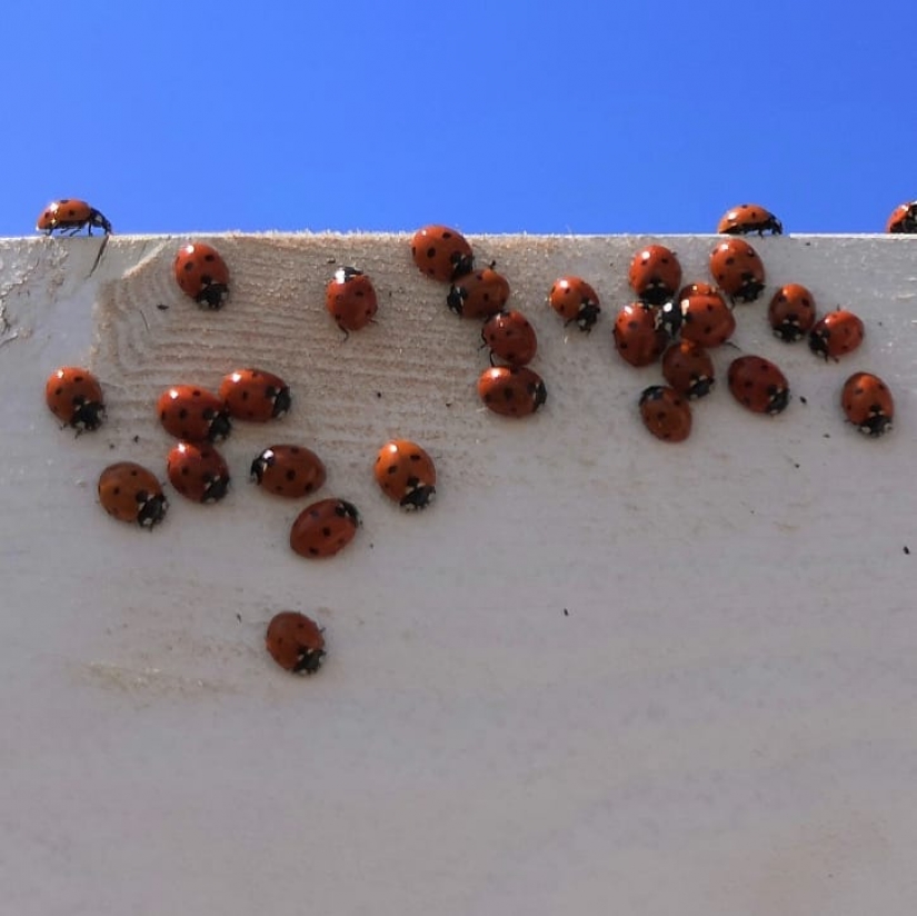 The beaches of Anapa are besieged by hordes of ladybirds The beaches of Anapa are besieged by hordes of ladybirds