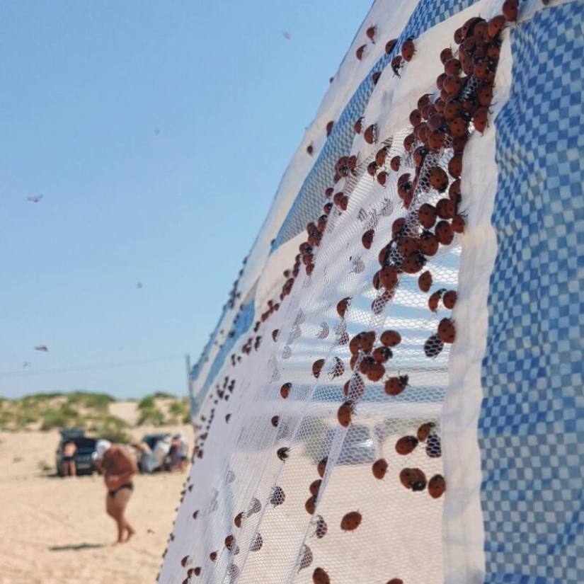 The beaches of Anapa are besieged by hordes of ladybirds The beaches of Anapa are besieged by hordes of ladybirds