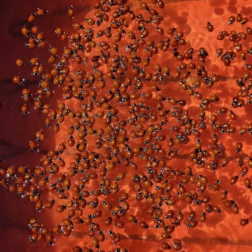 The beaches of Anapa are besieged by hordes of ladybirds The beaches of Anapa are besieged by hordes of ladybirds