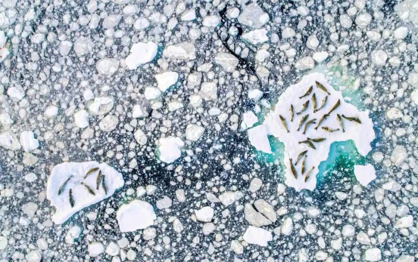 The beauty and power of the ocean in the photos of the winners of the Ocean Photography Awards 2020