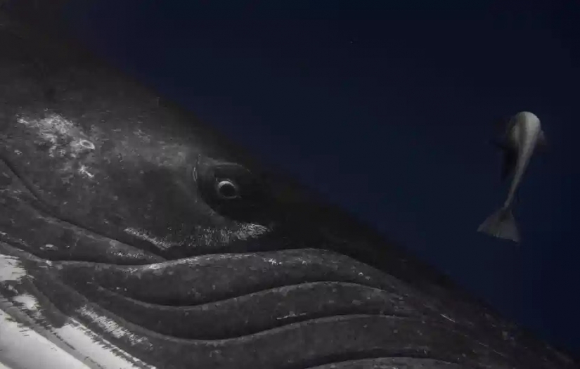 The beauty and power of the ocean in the photos of the winners of the Ocean Photography Awards 2020