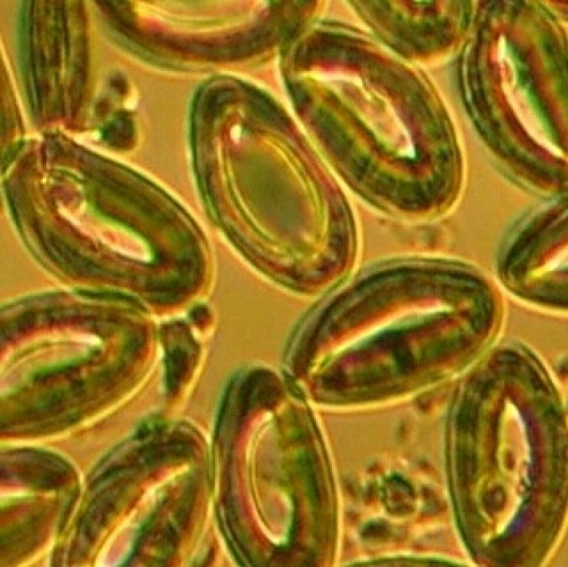 The beauty within: a microbiologist from Ufa shows on instagram the viruses and bacteria that live in us