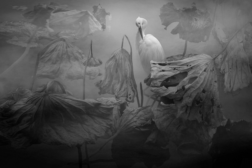 The best photos from the monochrome photography contest MonoVisions Photography Awards 2021 The best photos from the monochrome photography contest MonoVisions Photography Awards 2021