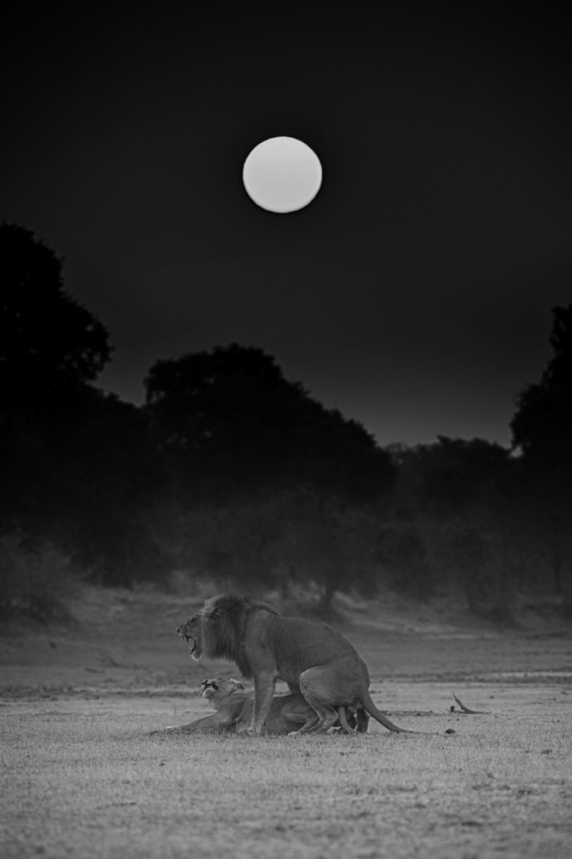 The best photos from the monochrome photography contest MonoVisions Photography Awards 2021 The best photos from the monochrome photography contest MonoVisions Photography Awards 2021