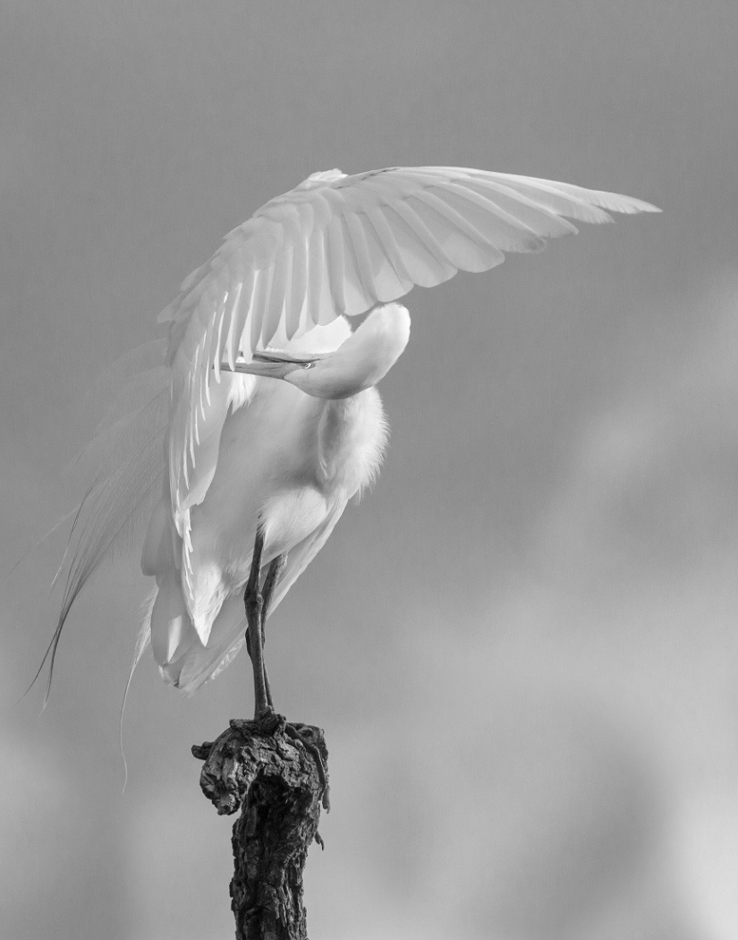 The best photos from the monochrome photography contest MonoVisions Photography Awards 2021 The best photos from the monochrome photography contest MonoVisions Photography Awards 2021