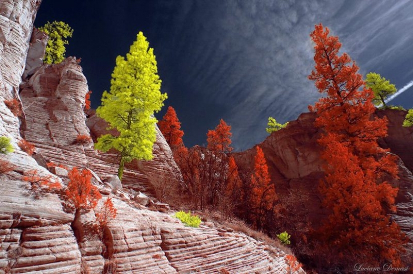The best works of infrared photography contest Life in Another Light