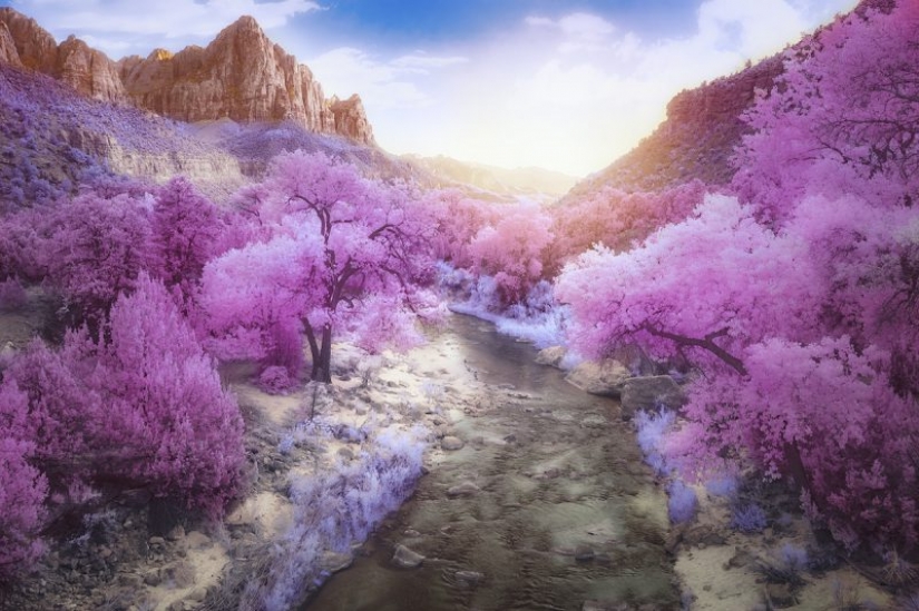 The best works of infrared photography contest Life in Another Light
