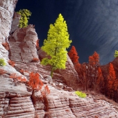 The best works of infrared photography contest Life in Another Light