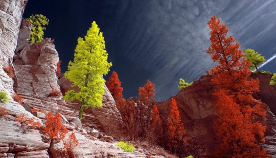 The best works of infrared photography contest Life in Another Light