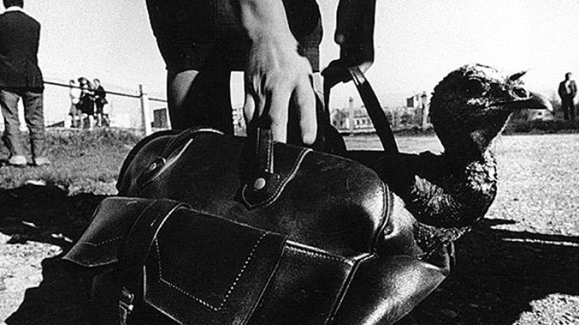 The best works of Soviet Lithuanian photographers