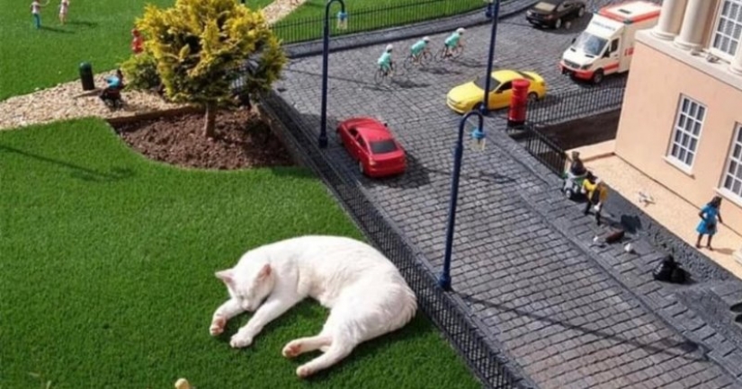 The cat fell asleep at the miniature exhibition and woke up with a network meme