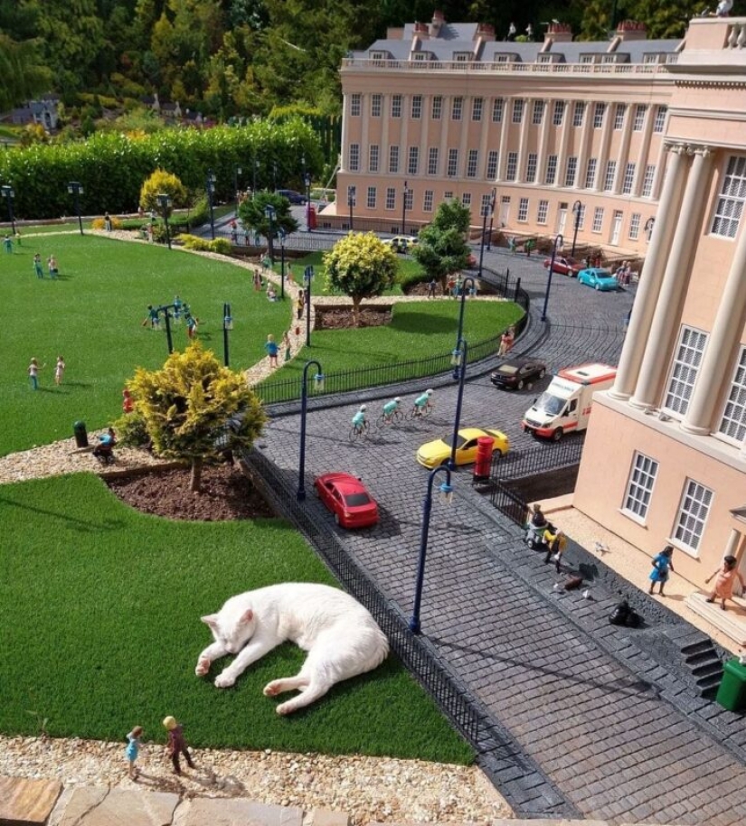 The cat fell asleep at the miniature exhibition and woke up with a network meme