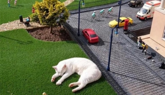 The cat fell asleep at the miniature exhibition and woke up with a network meme