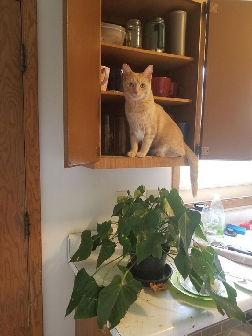 The cat-weasel Oliver, who climbed everywhere, where you can and can not