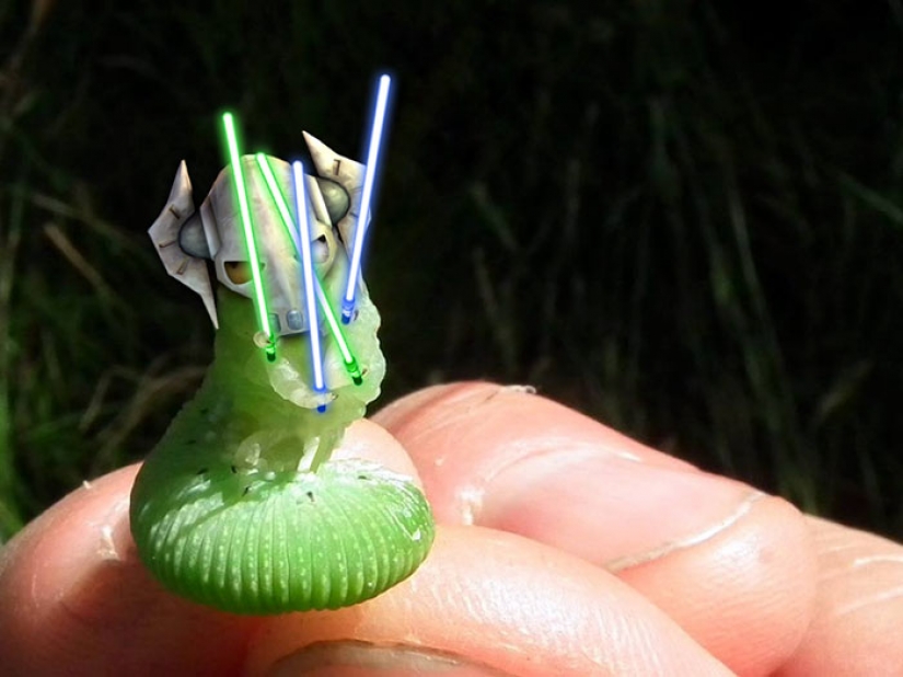 The caterpillar has become an internet star