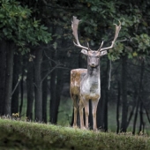 The designer makes animals in the style of Minecraft