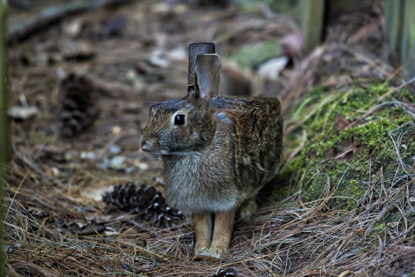 The designer makes animals in the style of Minecraft The designer makes animals in the style of Minecraft