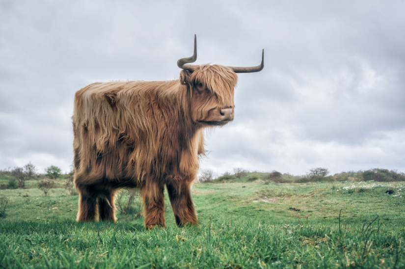 The designer makes animals in the style of Minecraft The designer makes animals in the style of Minecraft