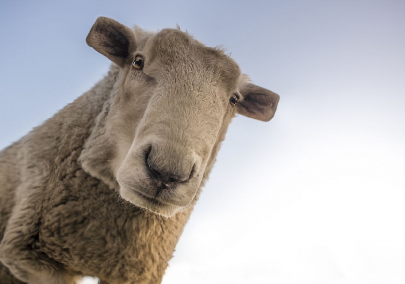 The designer makes animals in the style of Minecraft The designer makes animals in the style of Minecraft