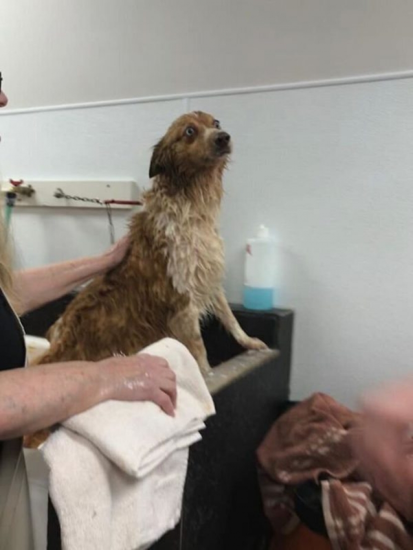 The dog that saved the family during the tornado, returned home after two months