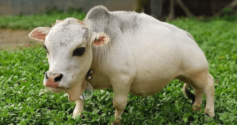 The dwarf cow Rani has become one of the attractions of Bangladesh The dwarf cow Rani has become one of the attractions of Bangladesh