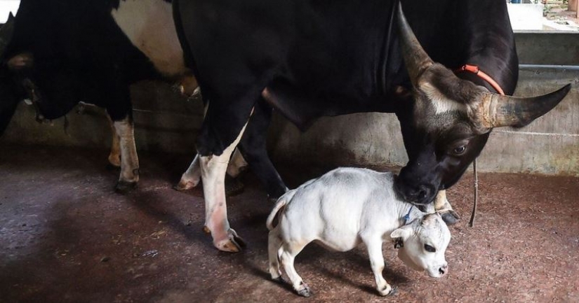 The dwarf cow Rani has become one of the attractions of Bangladesh The dwarf cow Rani has become one of the attractions of Bangladesh