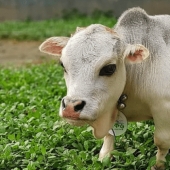 The dwarf cow Rani has become one of the attractions of Bangladesh