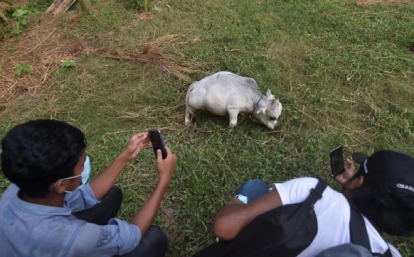 The dwarf cow Rani has become one of the attractions of Bangladesh The dwarf cow Rani has become one of the attractions of Bangladesh
