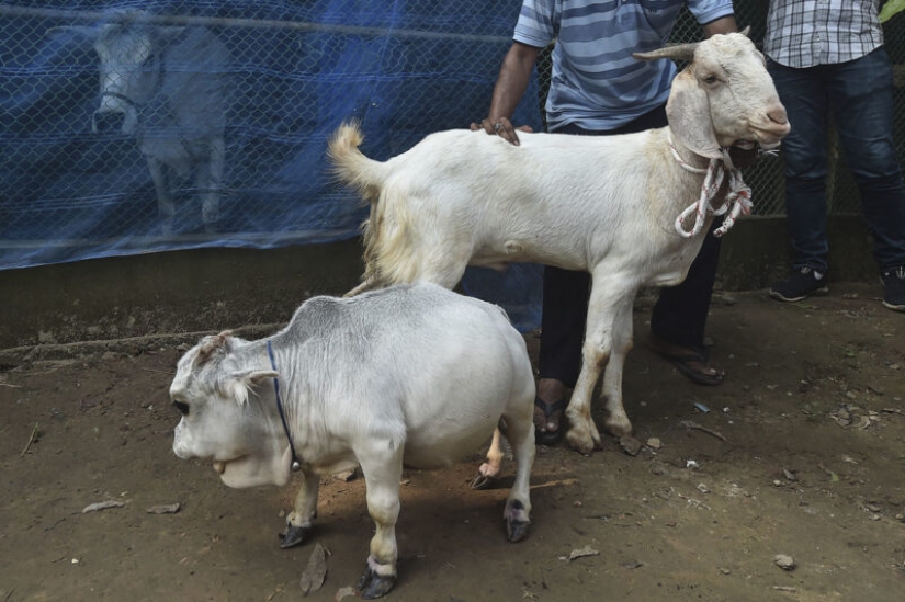 The dwarf cow Rani has become one of the attractions of Bangladesh The dwarf cow Rani has become one of the attractions of Bangladesh