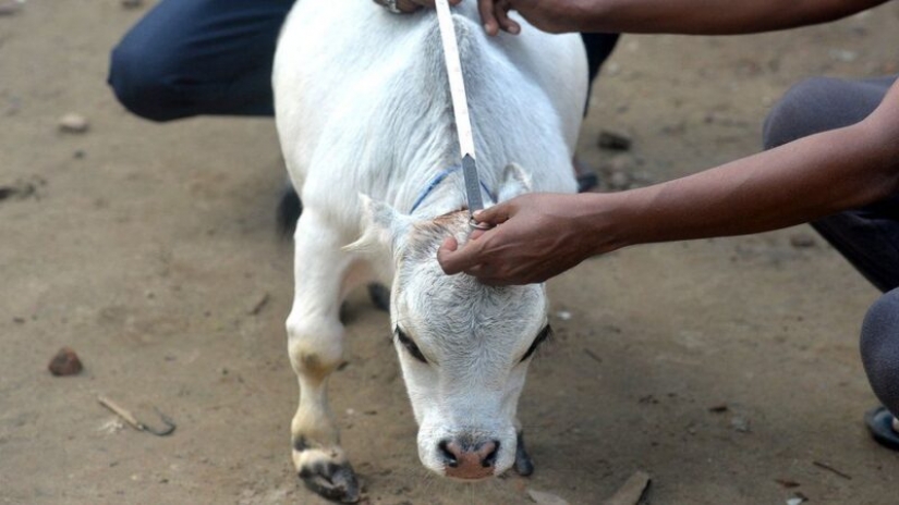 The dwarf cow Rani has become one of the attractions of Bangladesh The dwarf cow Rani has become one of the attractions of Bangladesh