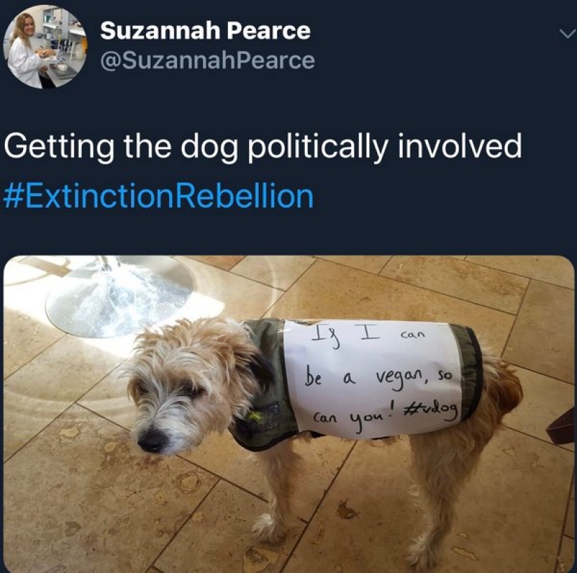 The eco-activist boasted of a vegan dog and caused a storm of indignation on the web