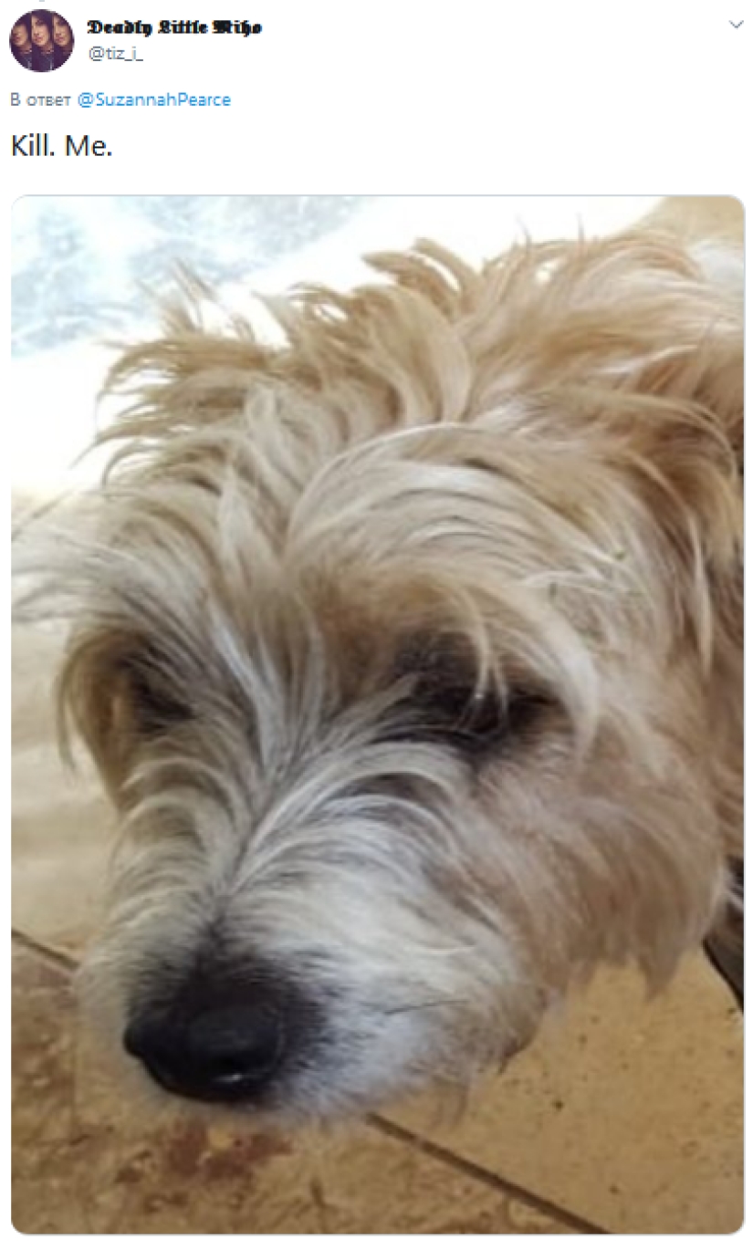 The eco-activist boasted of a vegan dog and caused a storm of indignation on the web