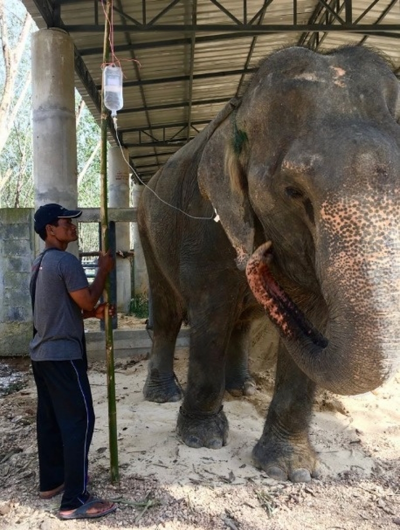 The elephant was depressed and did not want to live until she met a new friend The elephant was depressed and did not want to live until she met a new friend