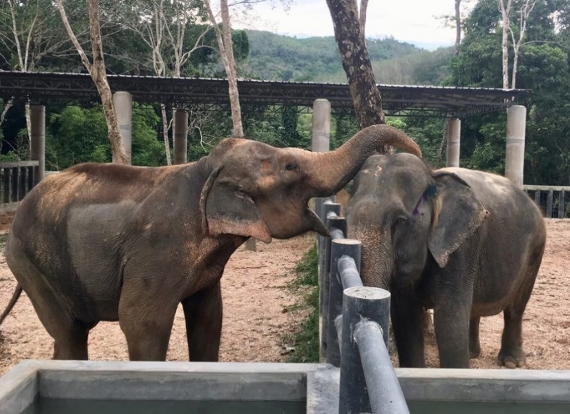 The elephant was depressed and did not want to live until she met a new friend The elephant was depressed and did not want to live until she met a new friend