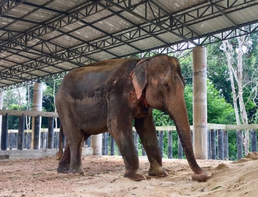 The elephant was depressed and did not want to live until she met a new friend The elephant was depressed and did not want to live until she met a new friend