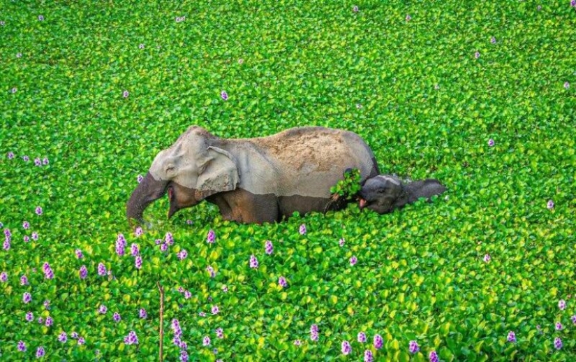 The funniest photos of wild animals from the finalists of the Comedy Wildlife Photography Awards 2020