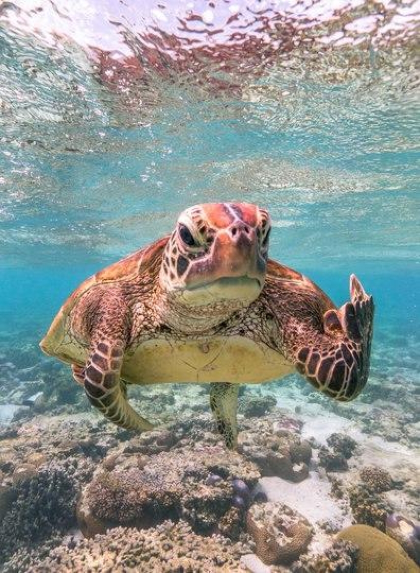 The funniest photos of wild animals from the finalists of the Comedy Wildlife Photography Awards 2020